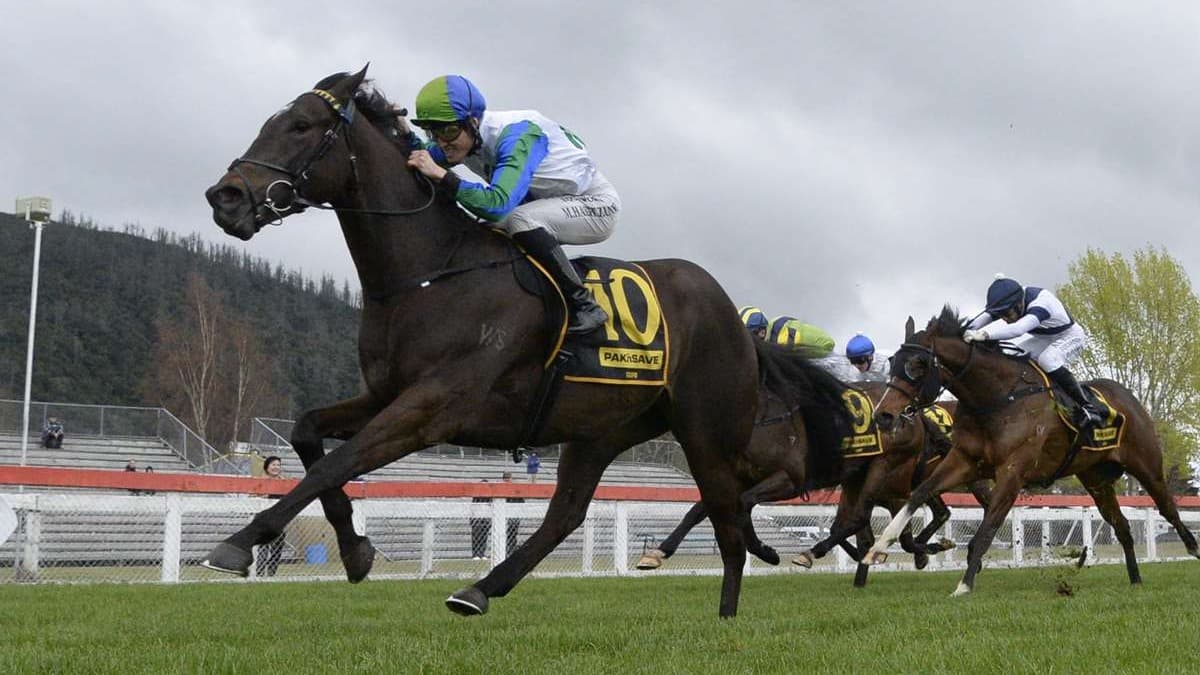 Wexford blessed with strong troop of 3YOs