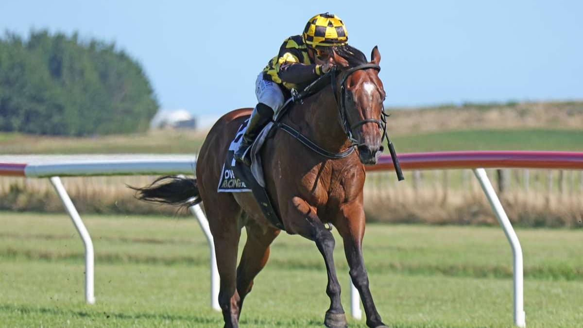 Cambridge Stud family chasing NZB Kiwi success with Zivou