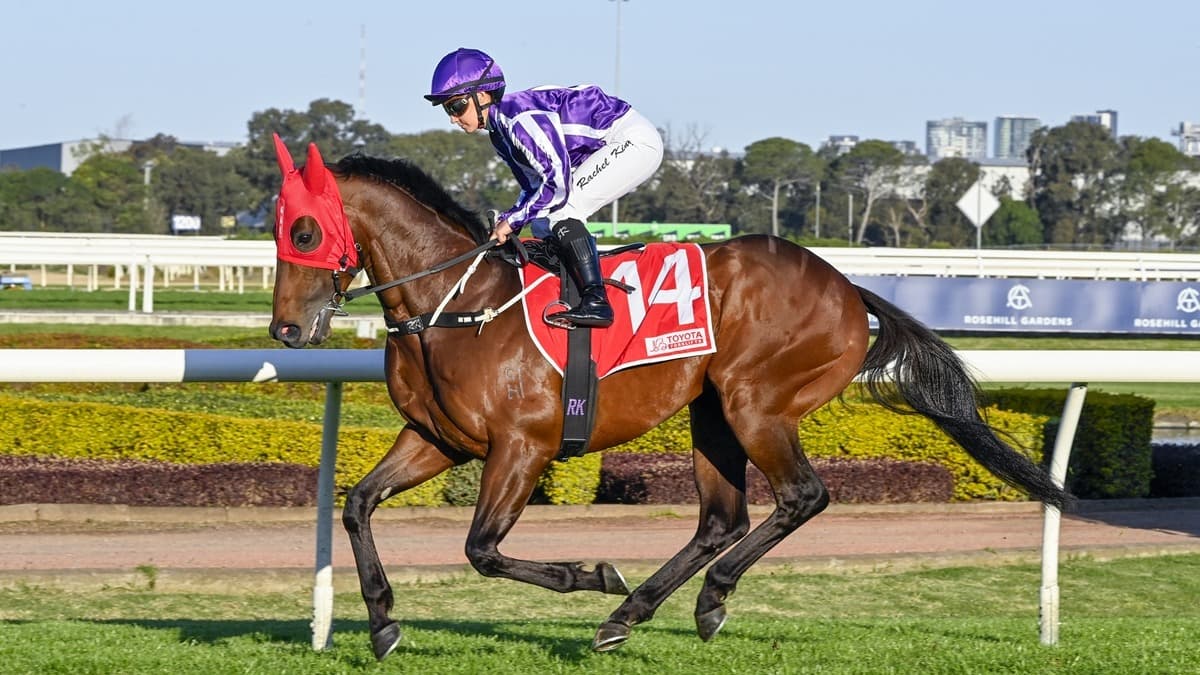 Coolmore entire to make NZ debut