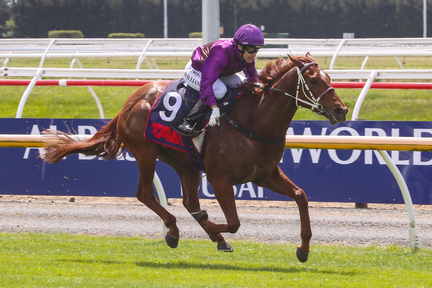 Further Queensland assignments await Platinum Pantheon
