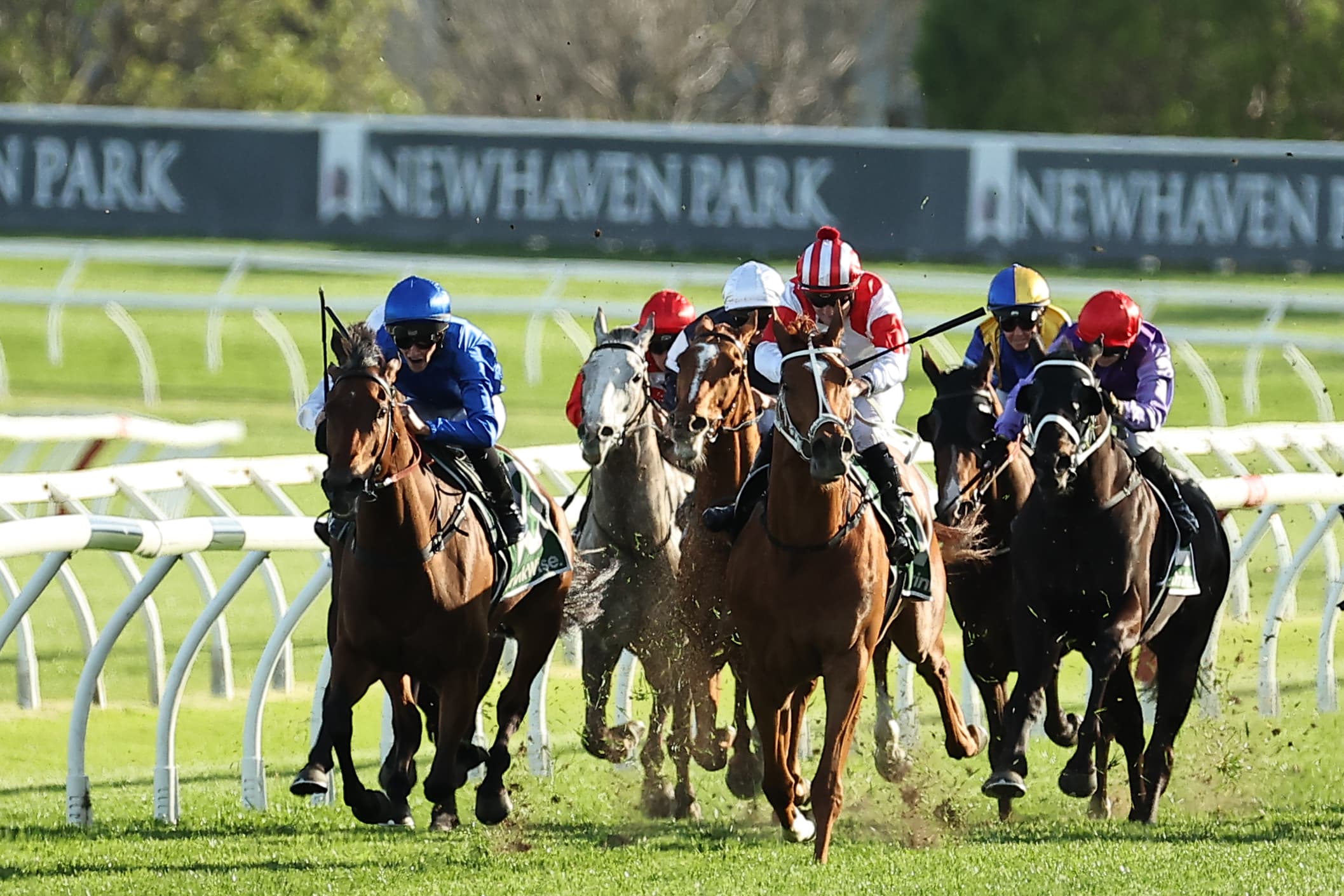 Mick Gannon and Tom Papley's futures horses to follow