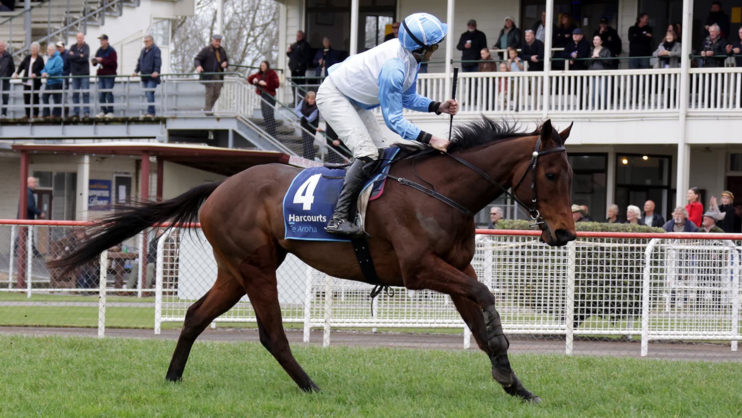 Duke Of Plumpton’s rapid rise continues at Te Aroha