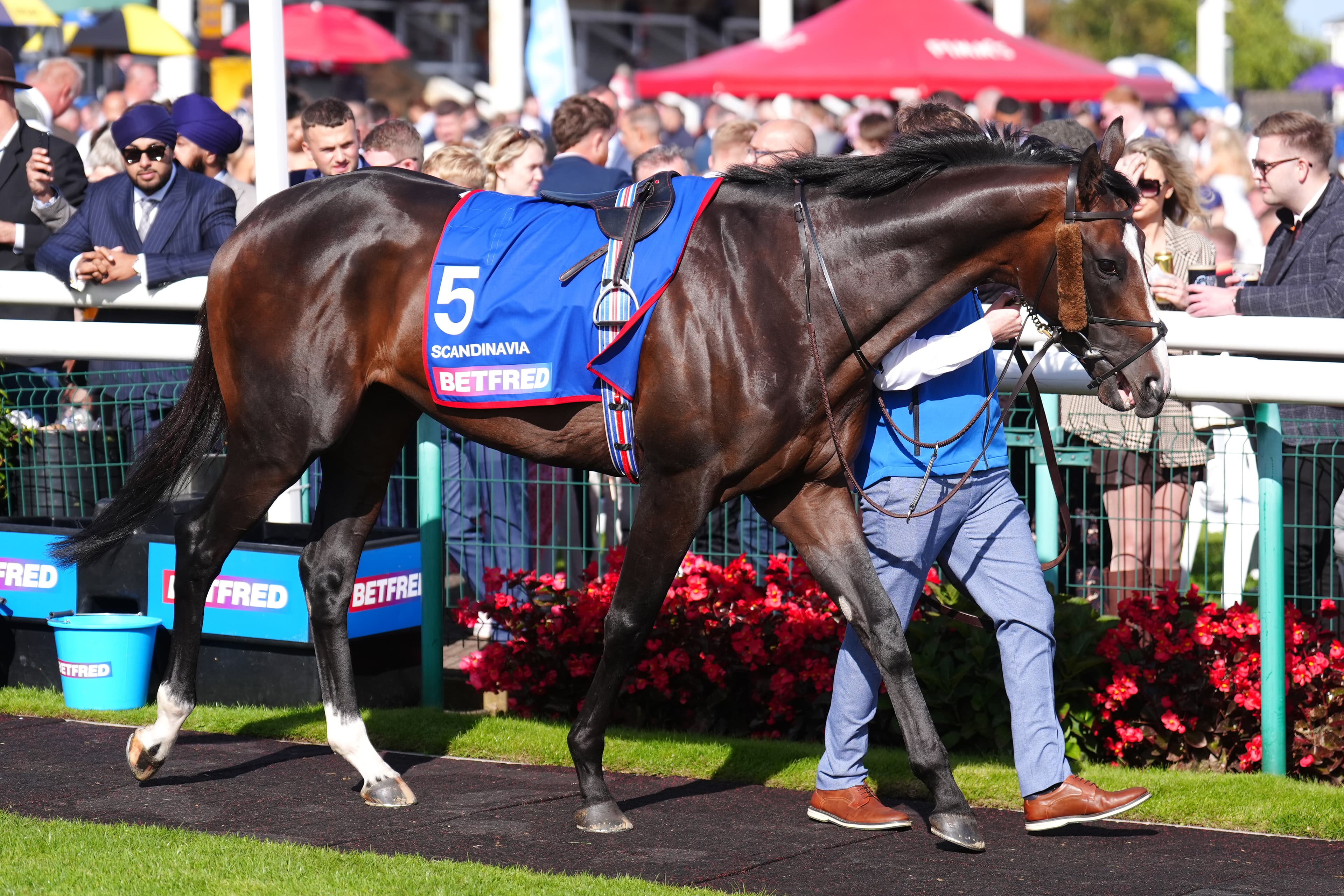 "Overly cautious": Blake furious with Scandinavia's veterinary failure