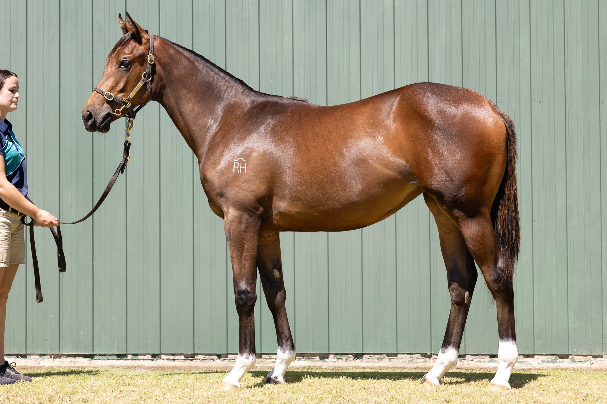 Star Rich Hill stallions well represented at Karaka