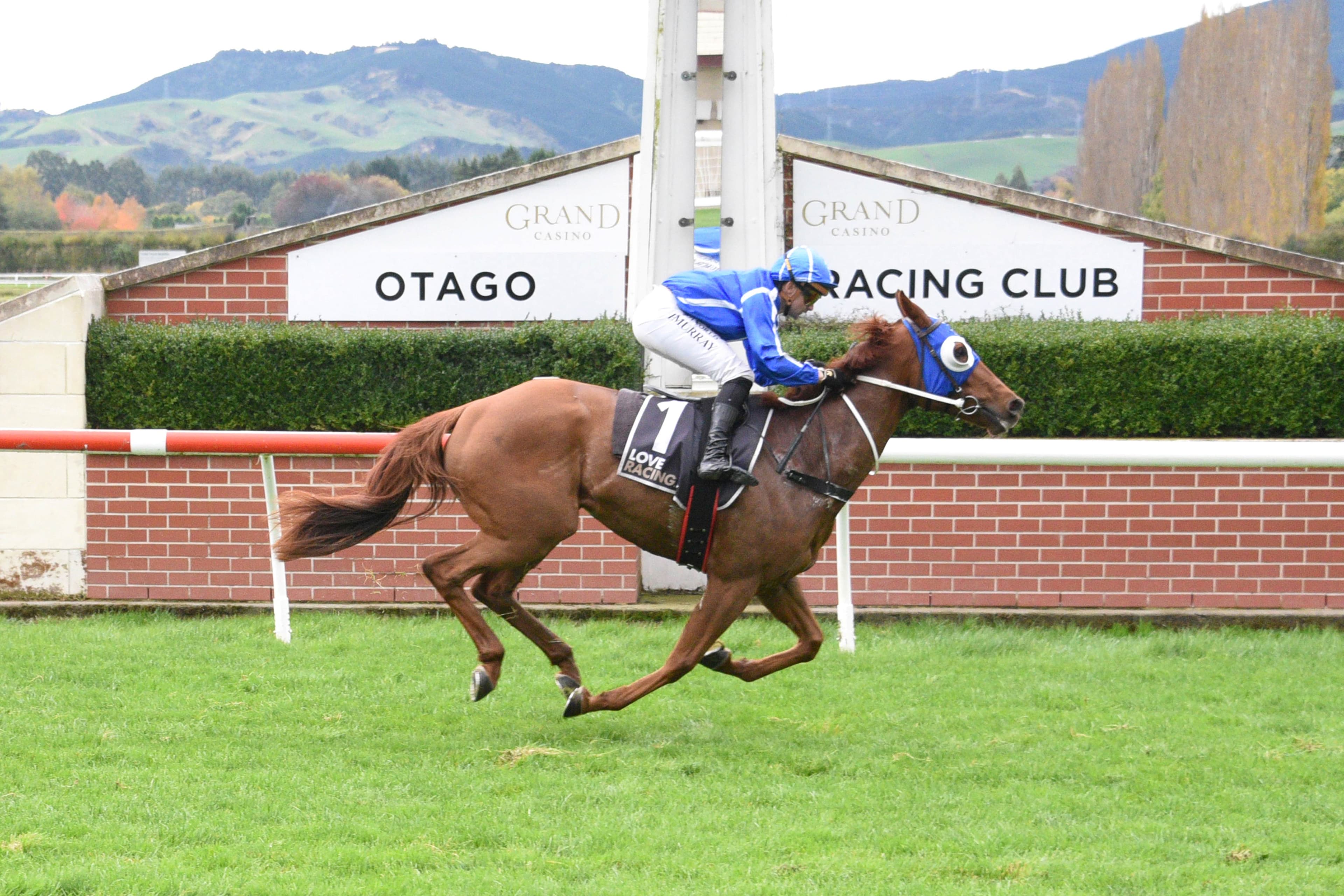 Strobe Light seeking to shine at Wingatui