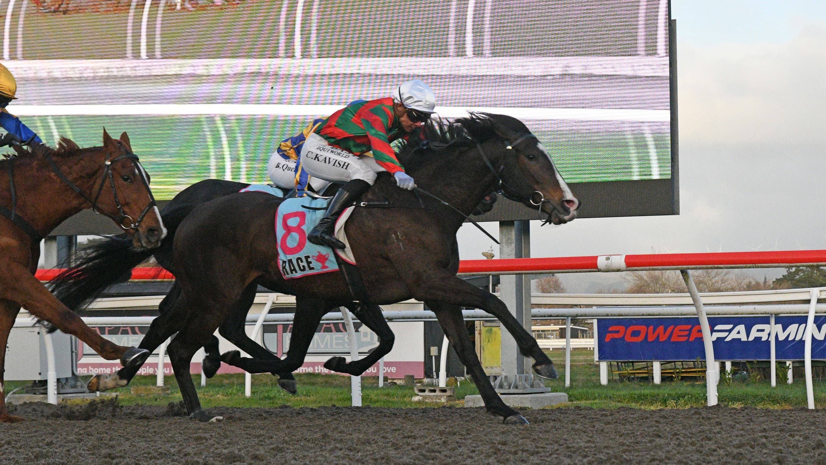 Well-related mare charting her own path