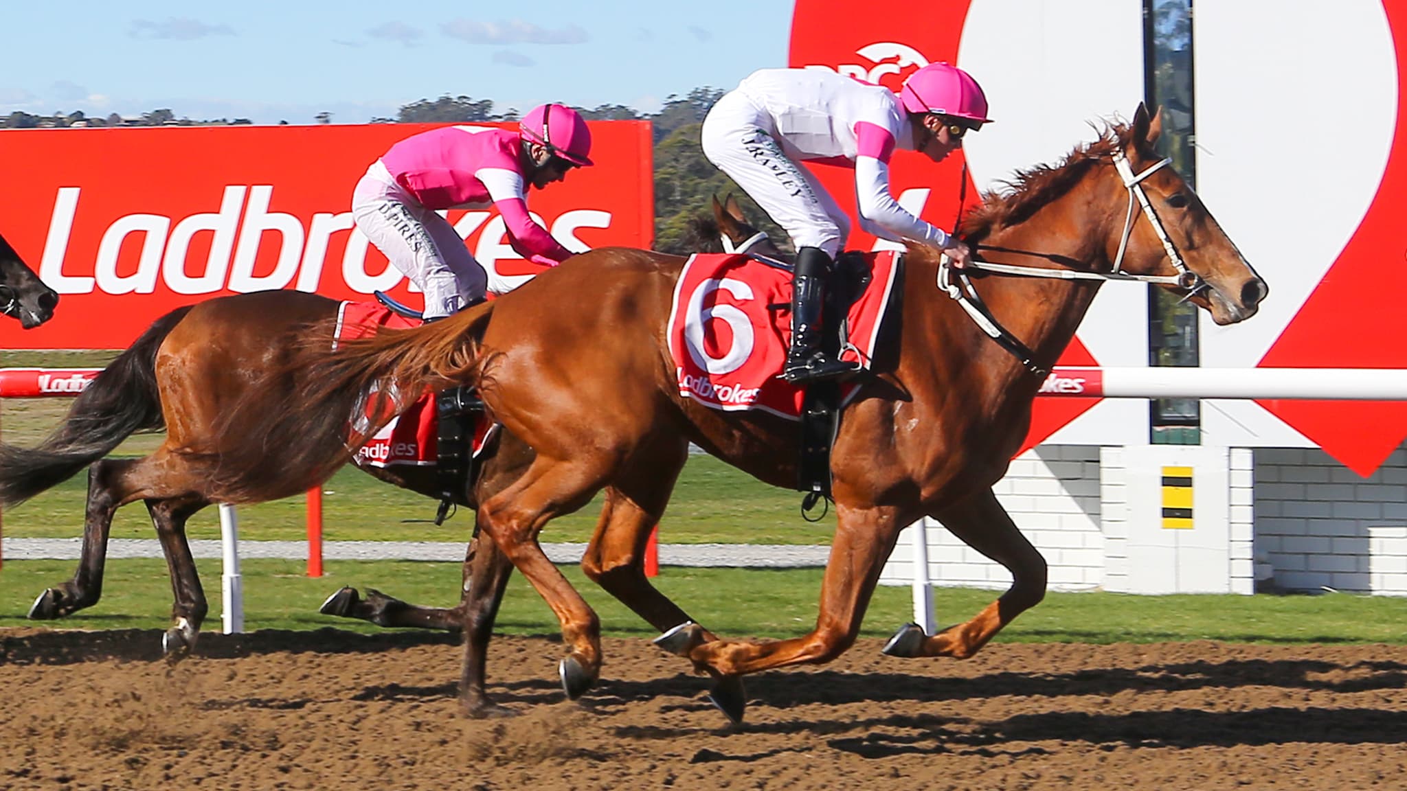 Vino Novello likely to aim for 2026 Launceston Cup