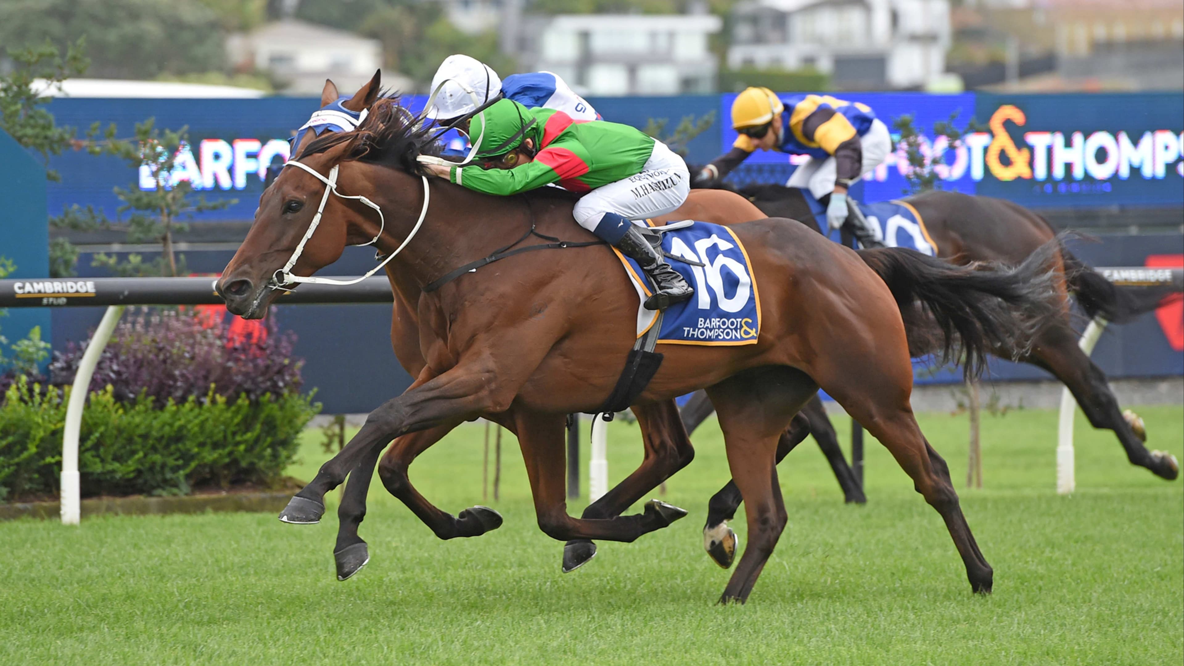 Trav tracking towards NZ Cup
