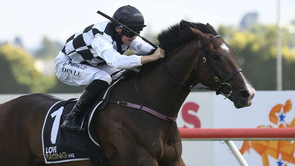 Tuxedo getting dressed up for summer racing