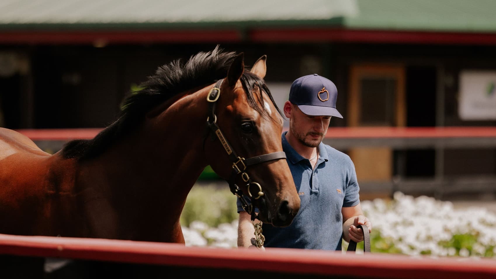 NZB National Yearling Sale to debut new format