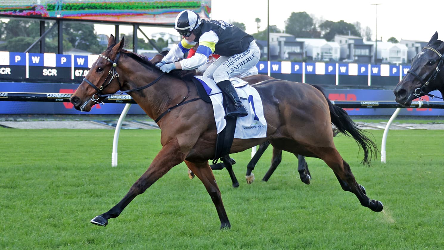 Wine Rocs salutes at Ellerslie