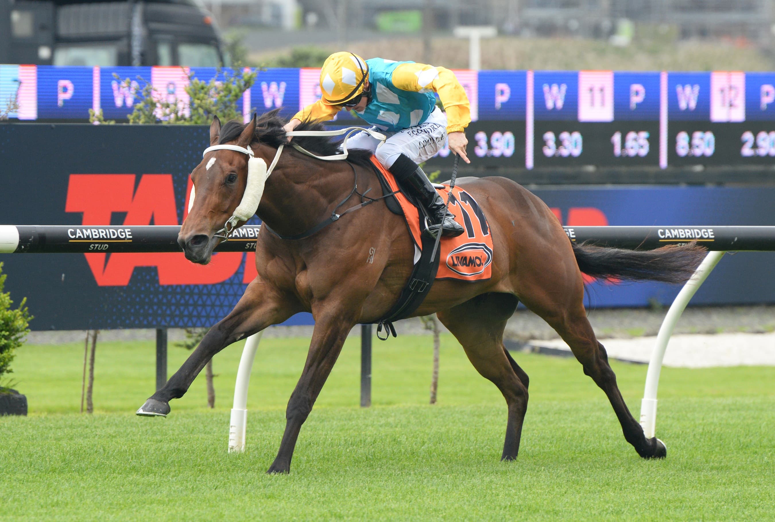 Swiss Prince back in business at Te Rapa