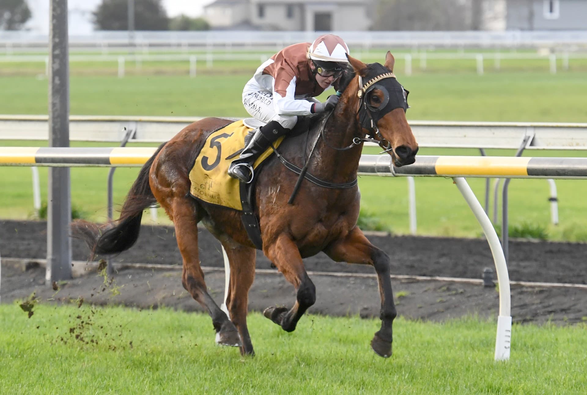 Shelbyrock’n runs them ragged at New Plymouth