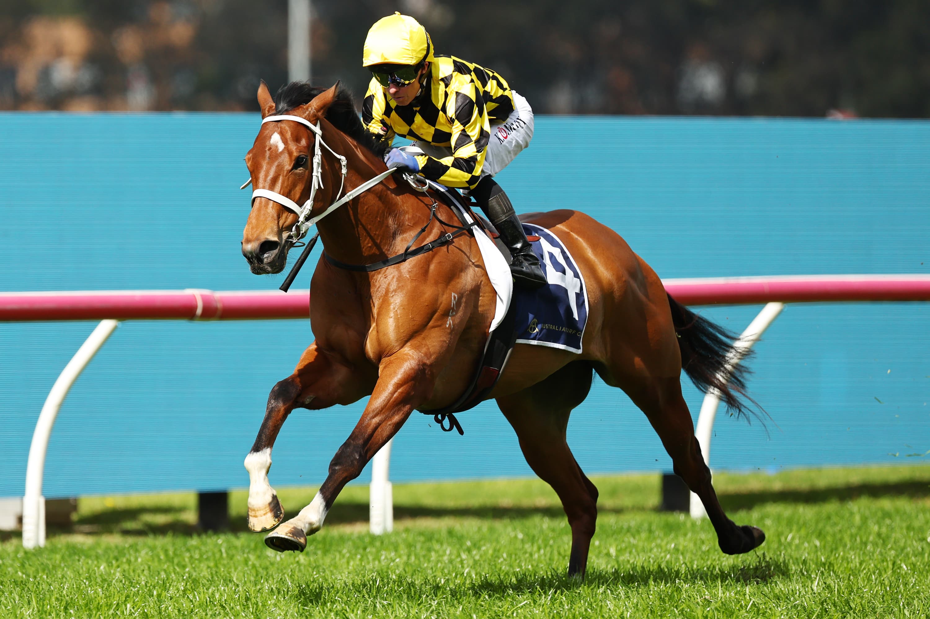 The undefeated mare who is the "best bet of the day"