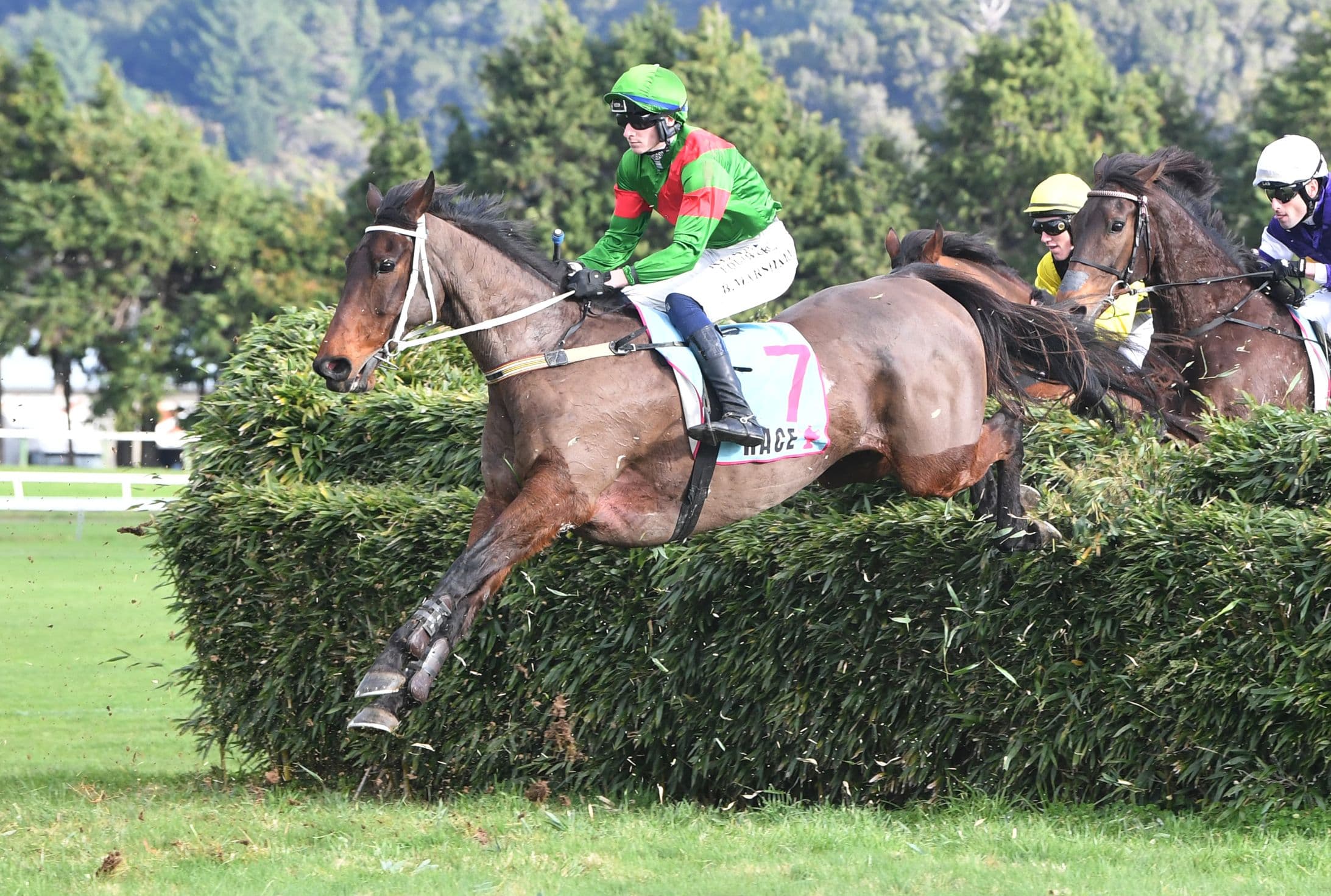 Brucie brave in Wellington Steeplechase triumph