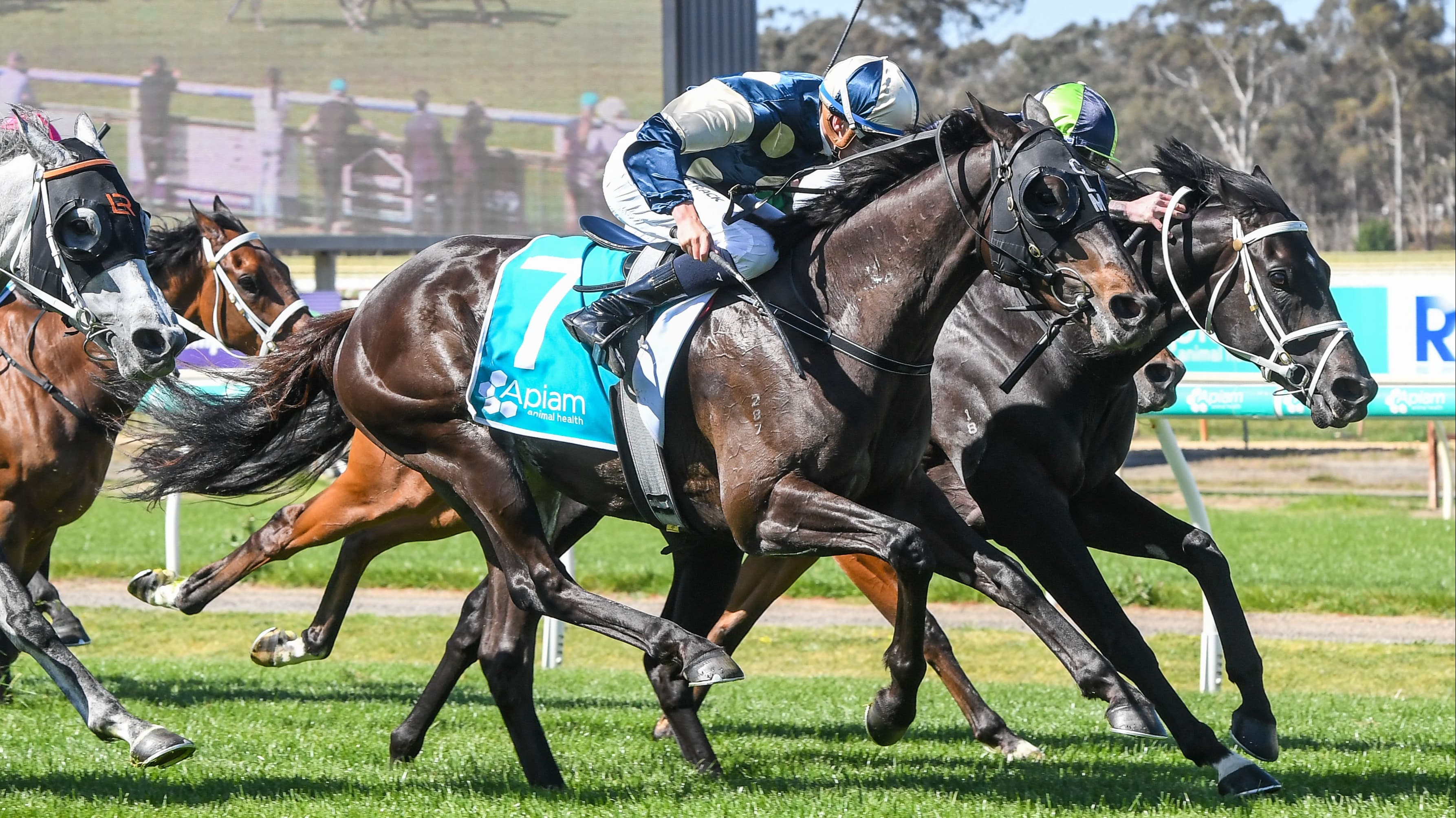 Cartwright reuniting with old boss in Wellington Cup