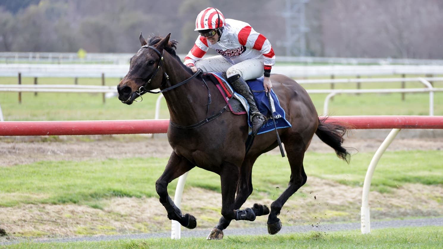 Classy hurdler ready to Roc at Riccarton
