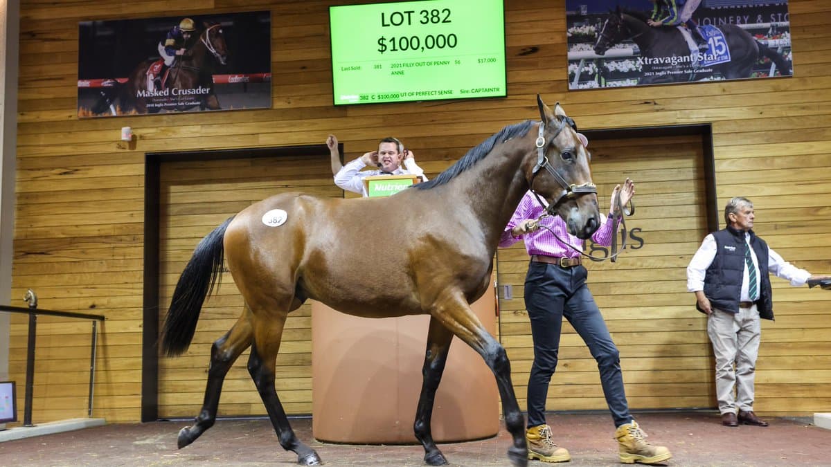 Bumper selection of yearlings to go under the hammer