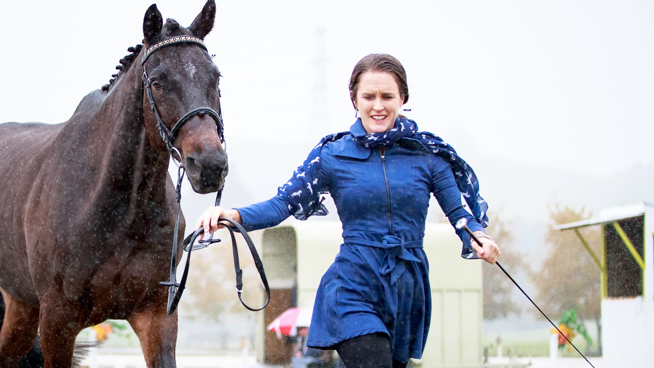 'Living the dream': From Northland’s wild horses to Mongolia’s open plains