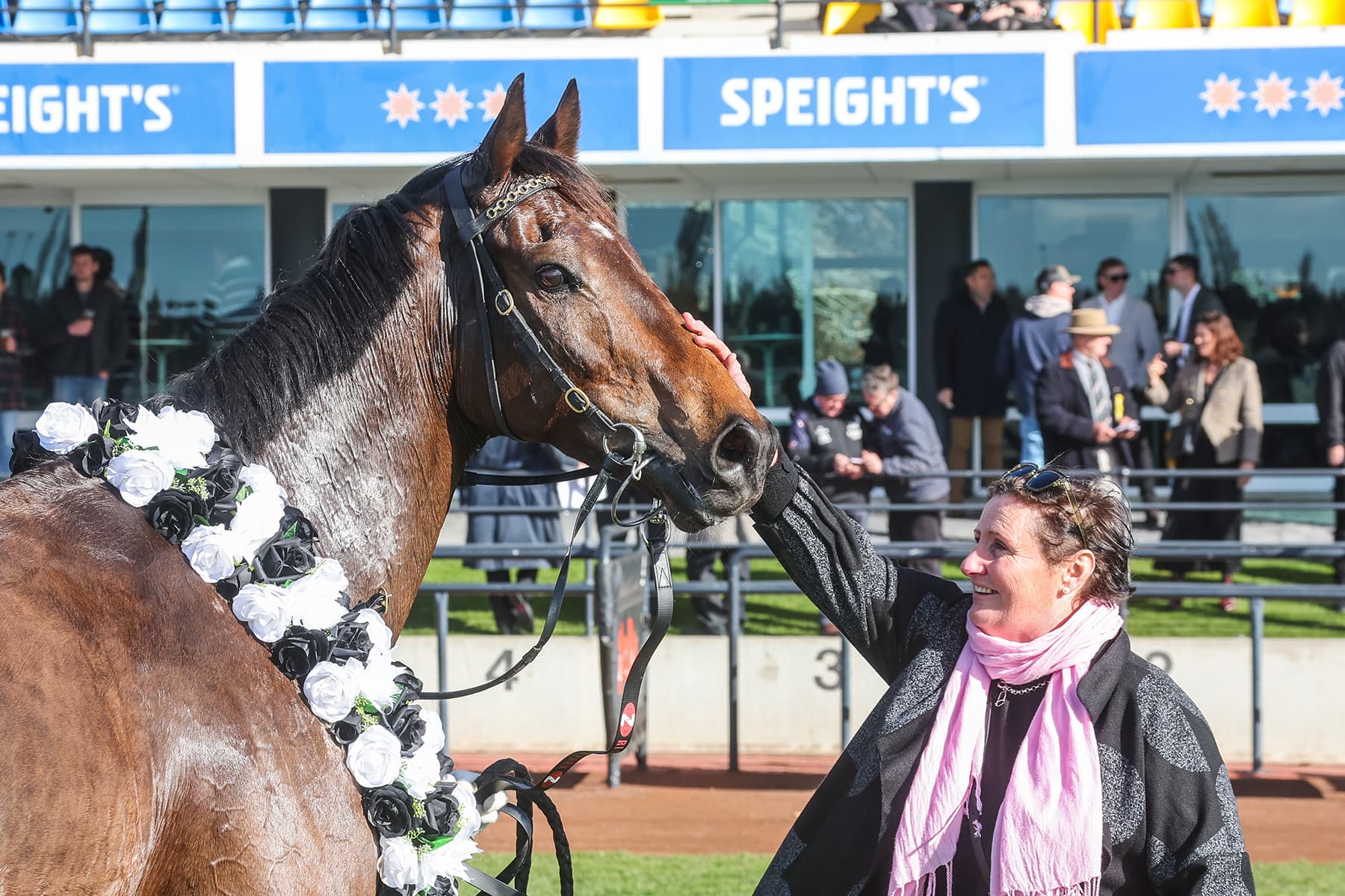 Lord Spencer all class in competitive Koral