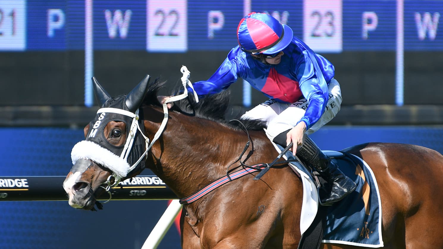 El Vencedor heads to Ellerslie for Herbie Dyke warm-up