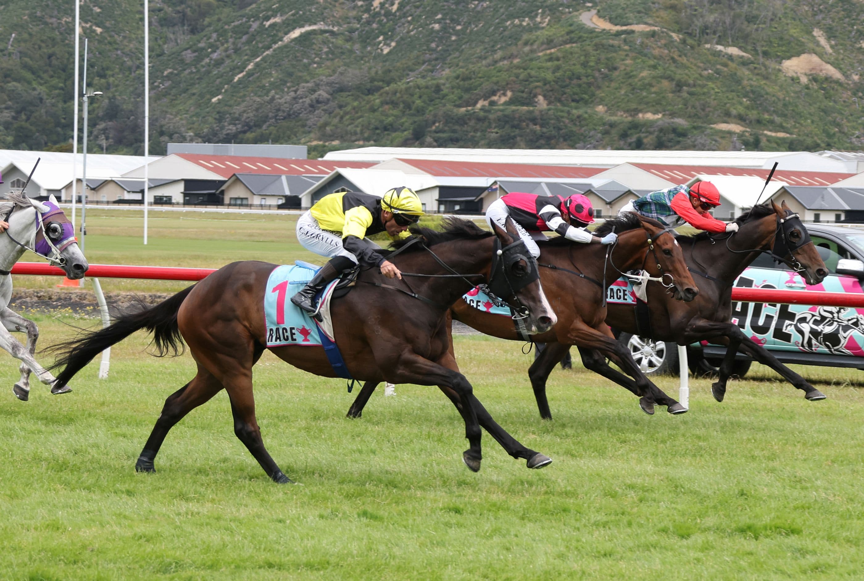 Wellington Cup looms for One Bold Cat