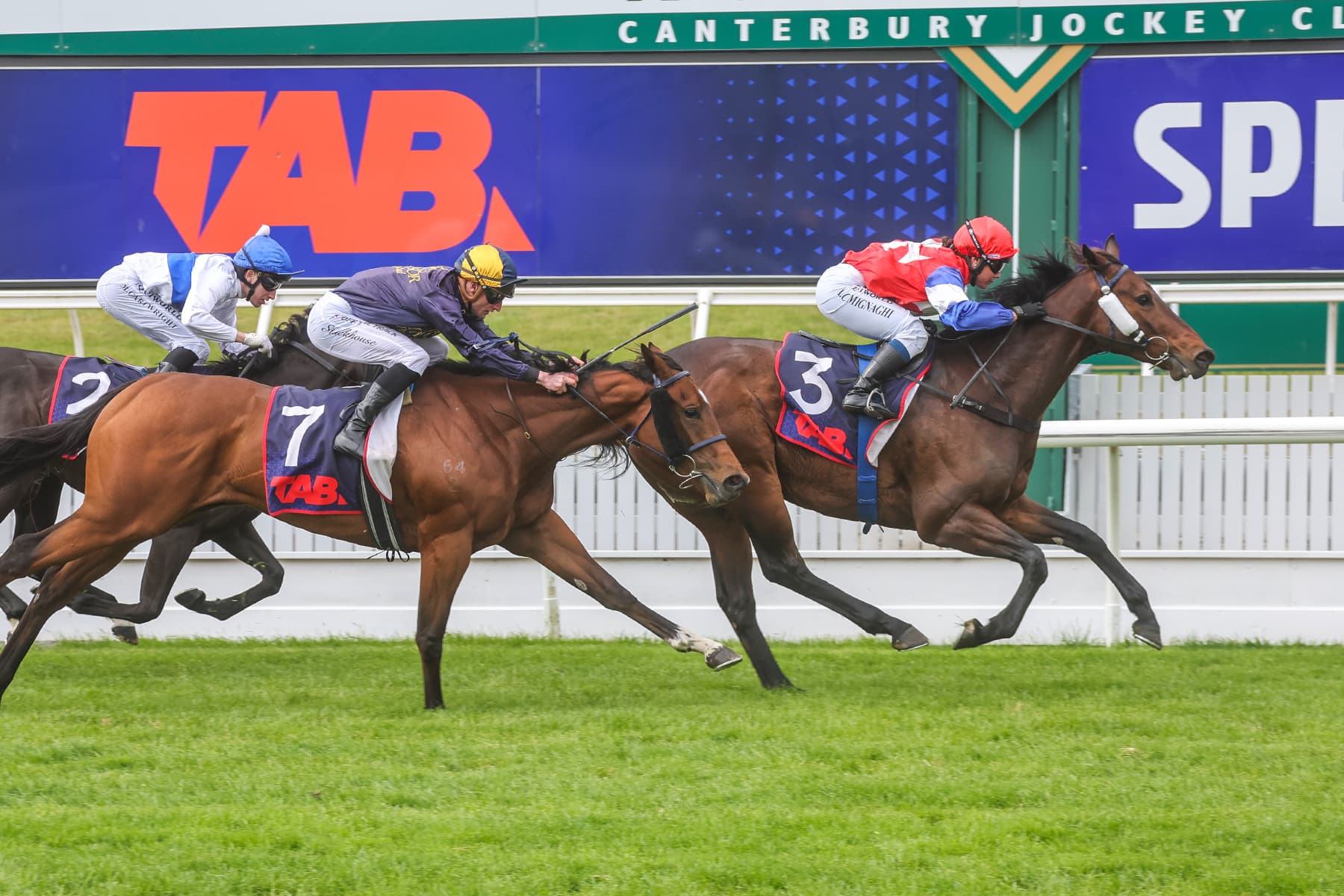 Well-bred galloper weaves his Magic