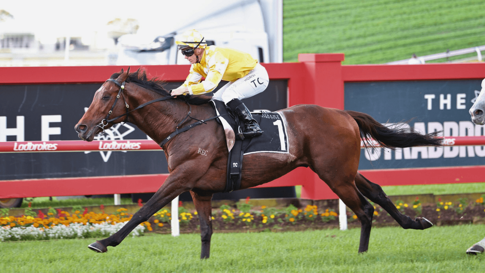 "Eye catching": Is Sir Delius the deserved Melbourne Cup favourite?