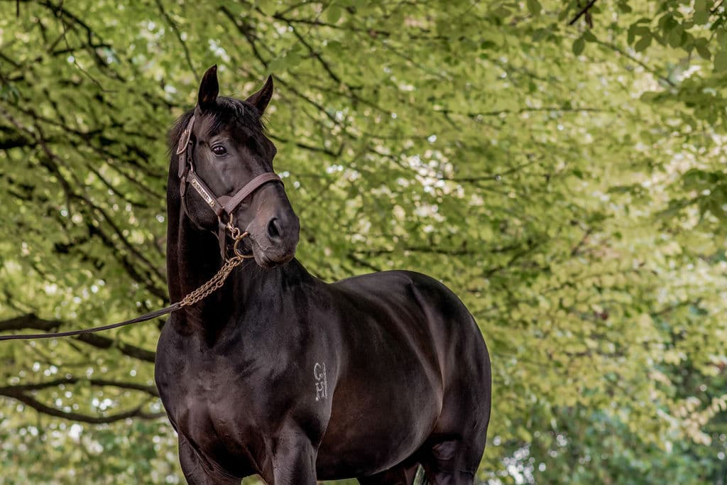 Champion sire Savabeel passes away