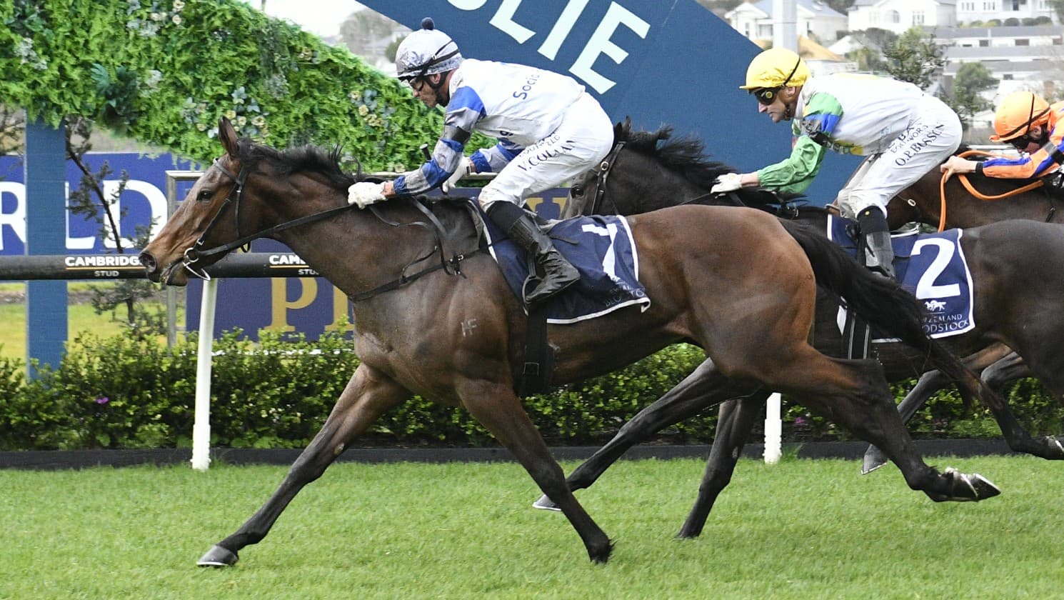 Lollapalooza primed for open grand final