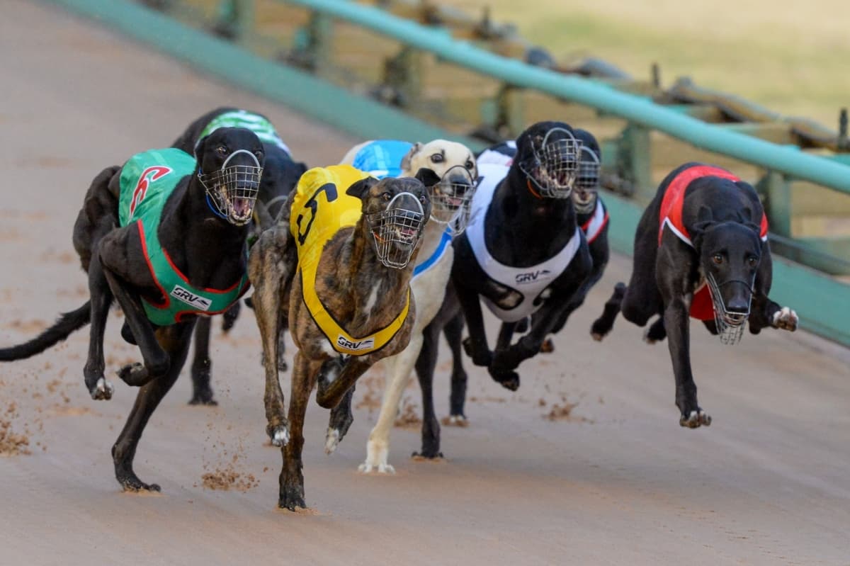 "Political football": Rockcliff condemned for greyhounds call