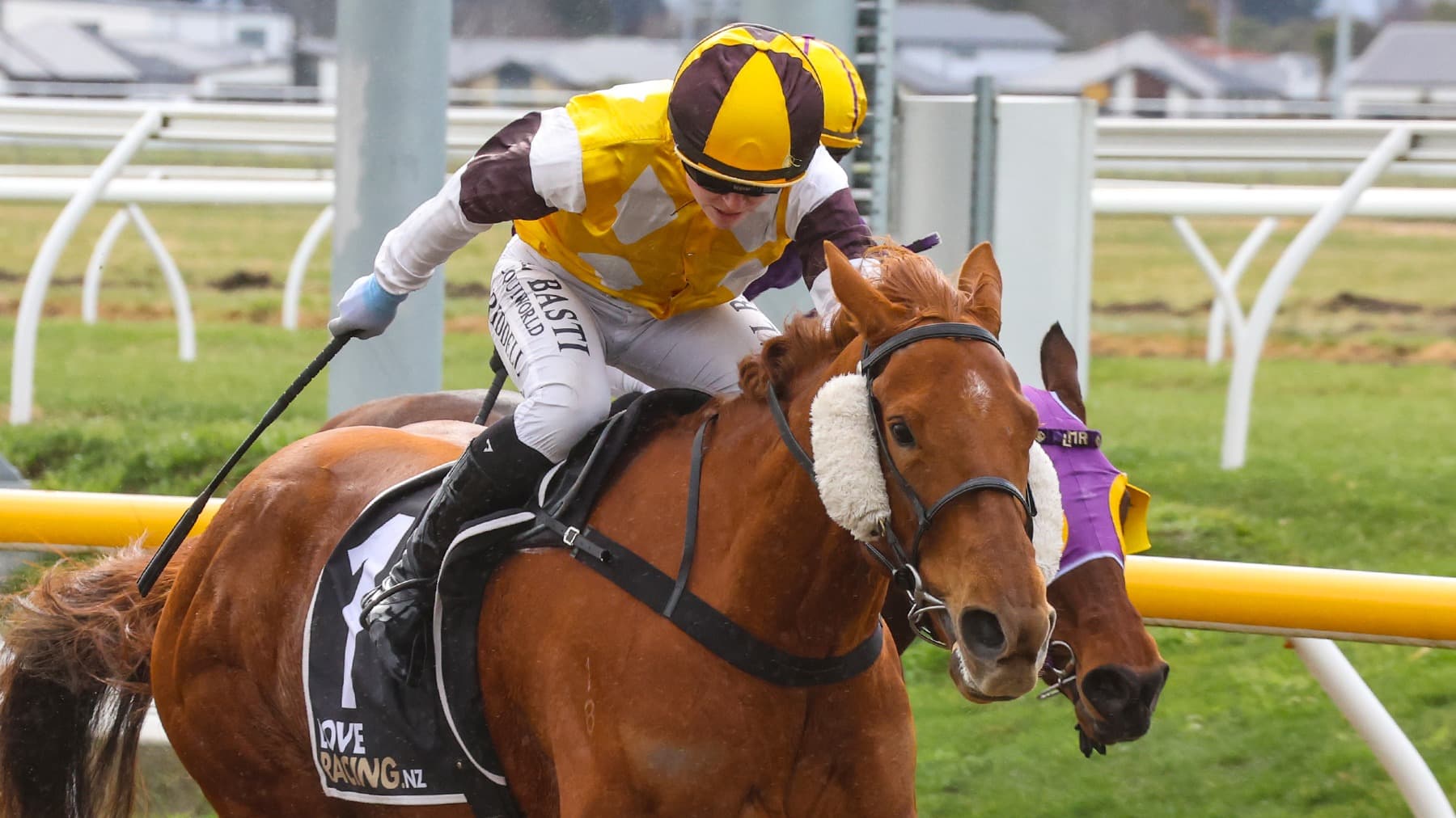 Beckett chasing local cup with consistent mare