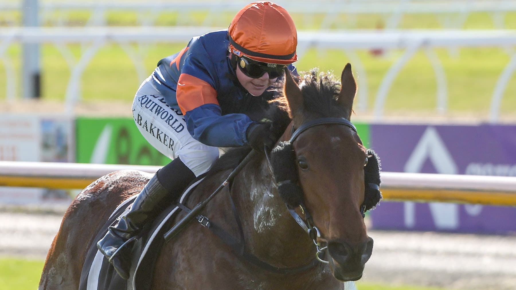 Canterbury Belle next for Outback Girl