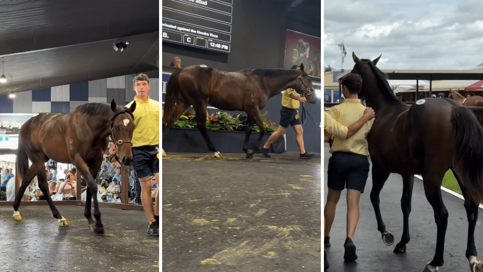 Day 1 wrap: $2 million Frankel colt headlines huge day at MM