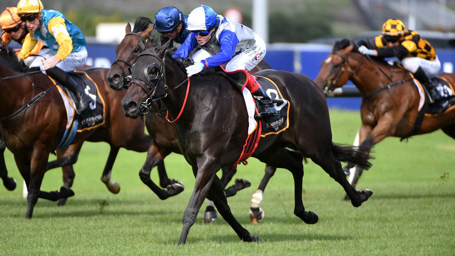 Belle Cheval vindicates NZB Kiwi selection