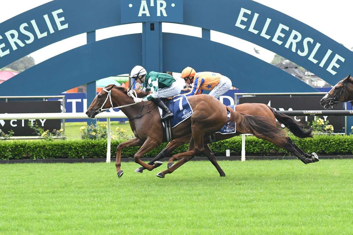 Well Written gets ideal gate as favourites fare well in Karaka Millions barrier draws