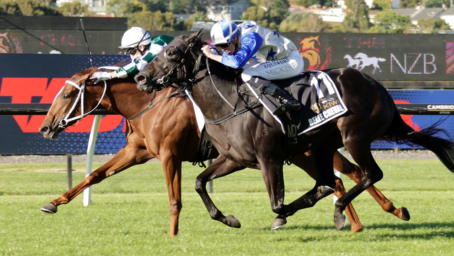 2026 NZB Kiwi one for the books