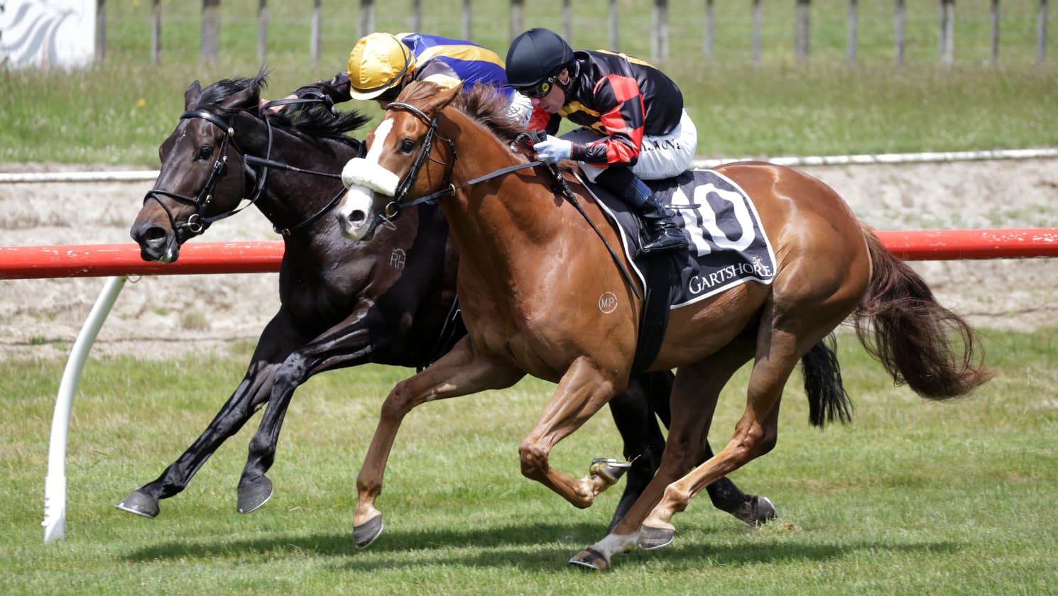 Cole stable strikes early at Tauranga