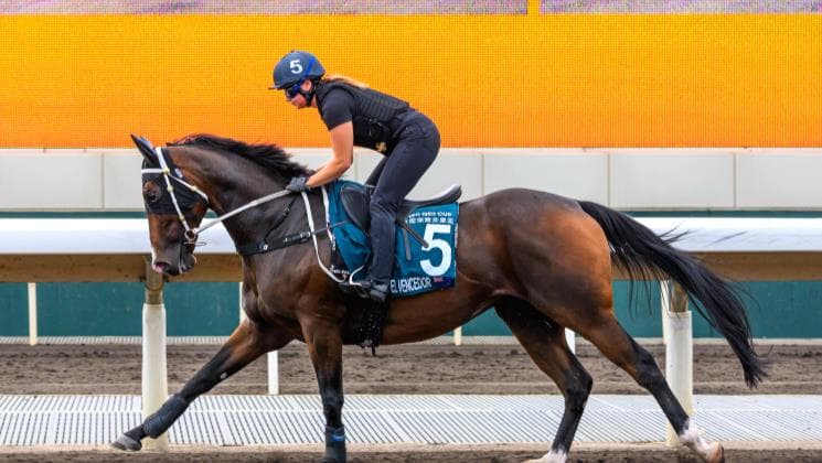Hong Kong fairytale not to be for El Vencedor