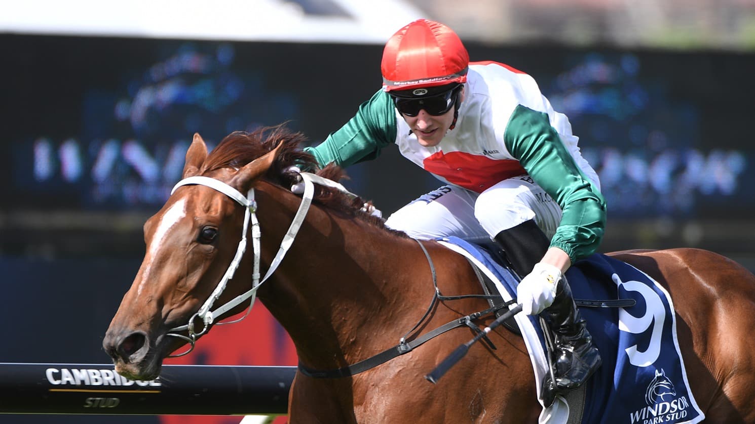 Unbeaten Guineas favourite staying put following sale