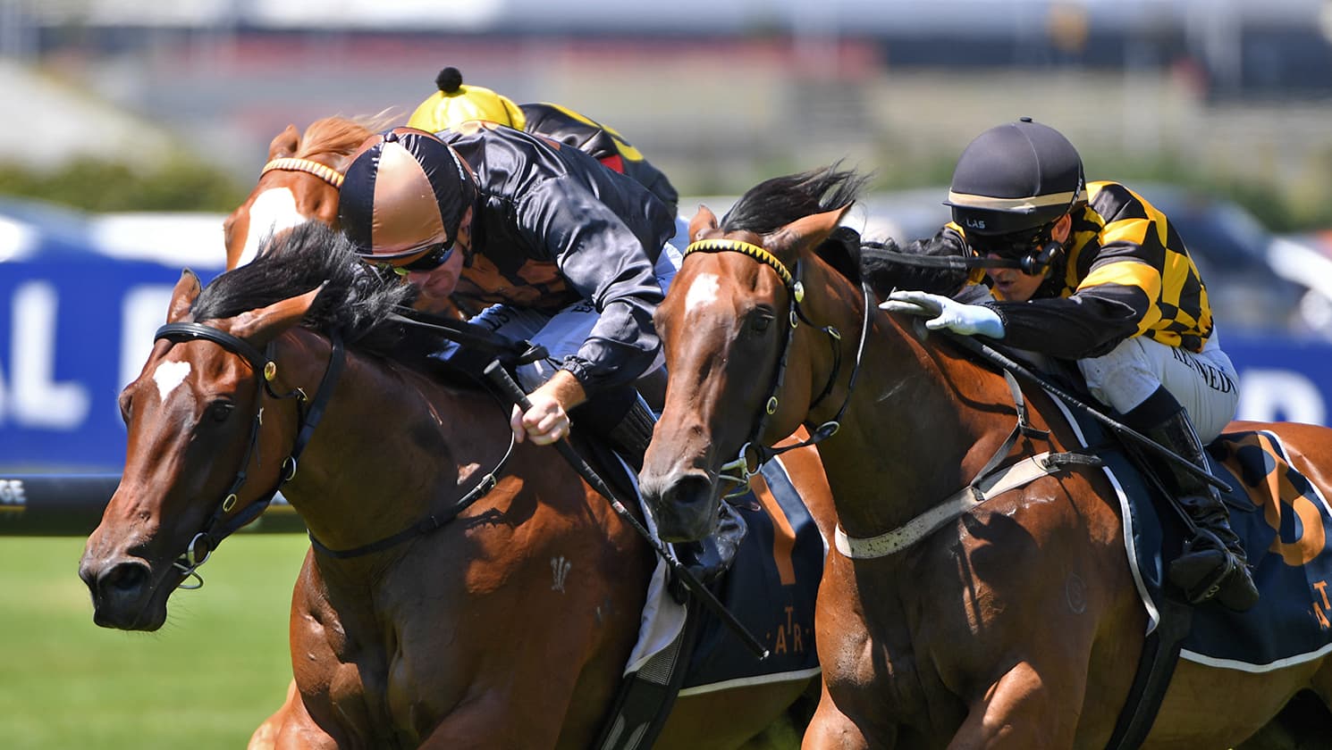 Liguria’s Guineas hopes rest on Ellerslie outcome
